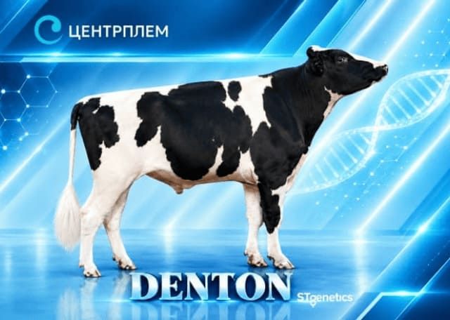 Дентон