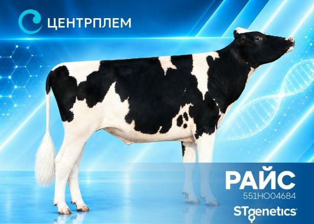 Райс